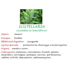 Estratto Spagirico Scutellaria