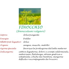 Finocchio