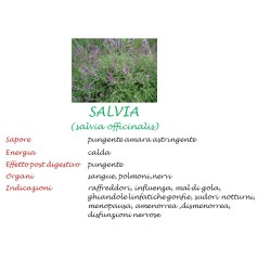 Salvia